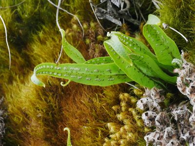 Lepisorus clathratus, photographed by Jacy Chen