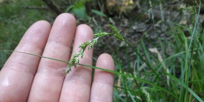 Carex elongata, photographed by Yurii Basov