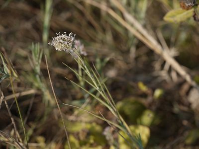 Aeluropus lagopoides, photographed by Dinesh Valke