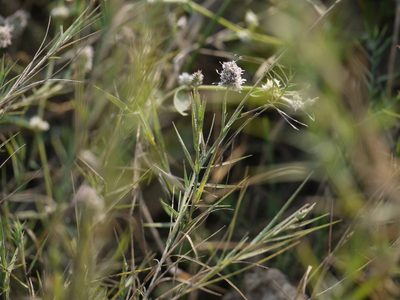 Aeluropus lagopoides