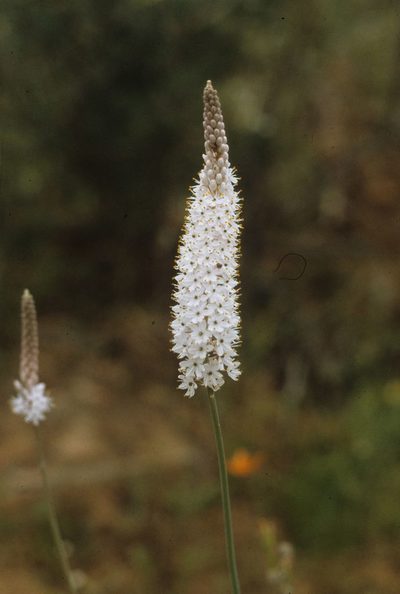 Bulbinella cauda-felis, photographed by Tom Lloyd Evans