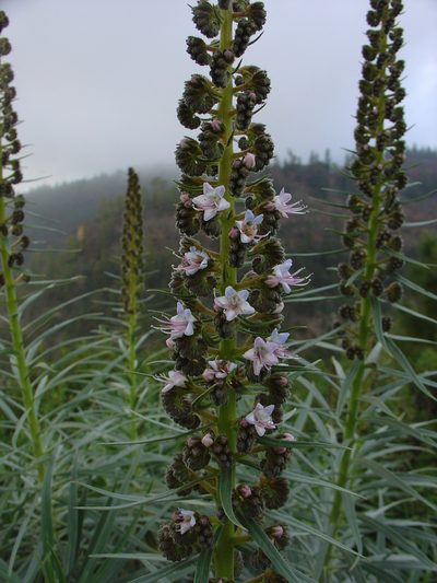 Echium virescens, photographed by Jean-Paul Boerekamps