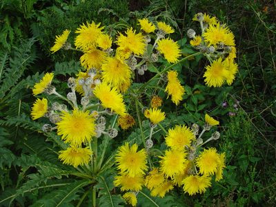 Sonchus acaulis, photographed by Jean-Paul Boerekamps