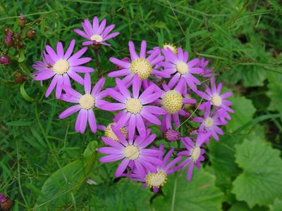 Pericallis echinata, photographed by Jean-Paul Boerekamps