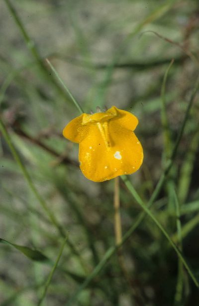 Hemimeris sabulosa, photographed by Tom Lloyd Evans