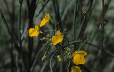 Hemimeris sabulosa, photographed by Tom Lloyd Evans