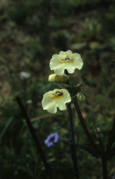 Nemesia strumosa, photographed by Tom Lloyd Evans