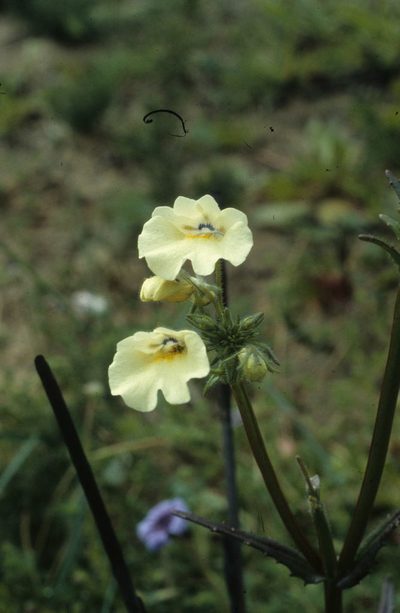Nemesia strumosa, photographed by Tom Lloyd Evans