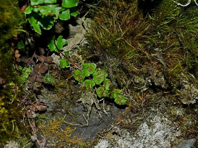 Asplenium tripteropus, photographed by Jacy Chen