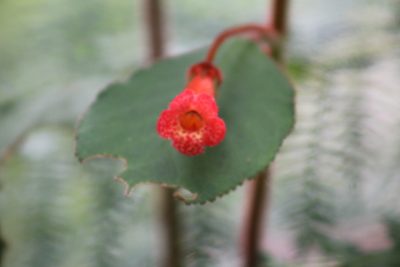 Kohleria hirsuta, photographed by GERMAN LEONEL SARMIENTO CRUZ