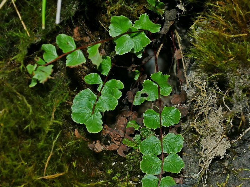 Asplenium tripteropus, photographed by Jacy Chen