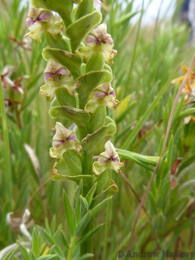 Disperis cardiophora, photographed by Andrew Hankey