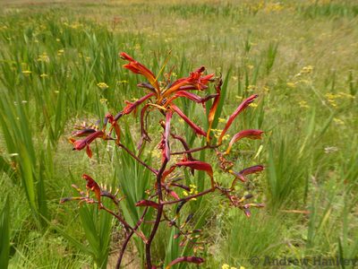 Crocosmia paniculata, photographed by Andrew Hankey