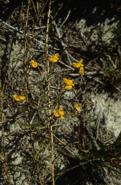Aspalathus divaricata, photographed by Tom Lloyd Evans