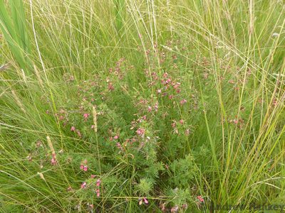 Indigofera frondosa, photographed by Andrew Hankey
