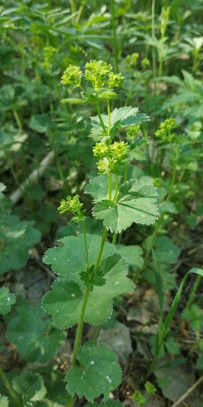 Alchemilla tubulosa, photographed by Yurii Basov