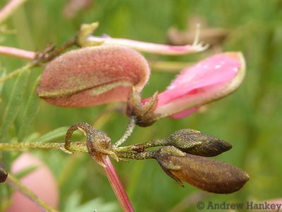 Indigofera frondosa, photographed by Andrew Hankey