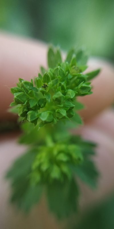 Alchemilla tubulosa, photographed by Yurii Basov