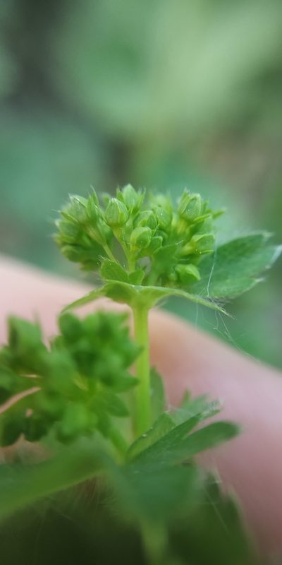 Alchemilla tubulosa, photographed by Yurii Basov