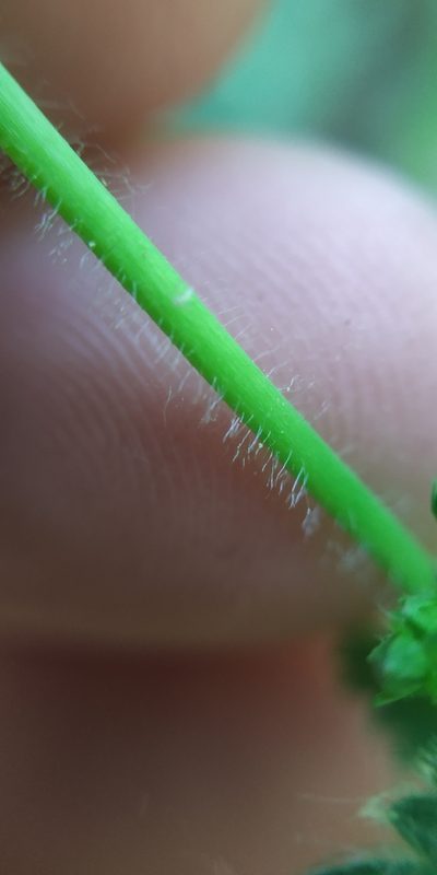 Alchemilla tubulosa, photographed by Yurii Basov