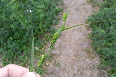 Carex grisea, photographed by Quinten Wiegersma
