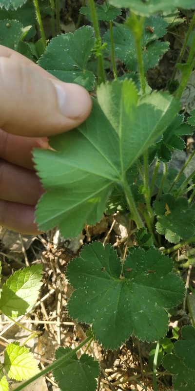 Alchemilla tubulosa, photographed by Yurii Basov