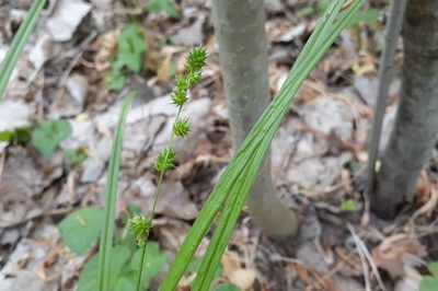 Carex sparganioides, photographed by Quinten Wiegersma