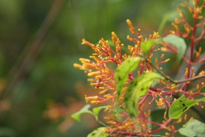 Palicourea thyrsiflora, photographed by GERMAN LEONEL SARMIENTO CRUZ