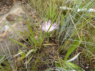 Delosperma sutherlandii, photographed by Andrew Hankey