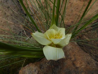 Colchicum striatum, photographed by Andrew Hankey