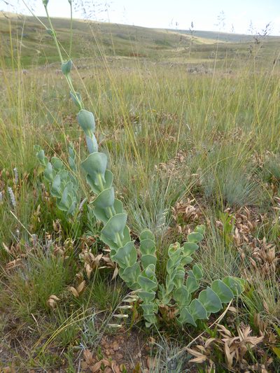 Lopholaena segmentata, photographed by Andrew Hankey