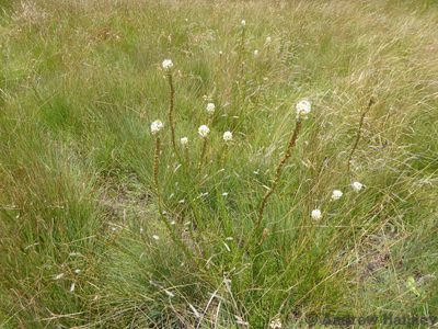 Hebenstretia oatesii, photographed by Andrew Hankey