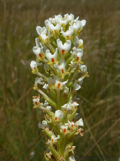 Hebenstretia oatesii, photographed by Andrew Hankey