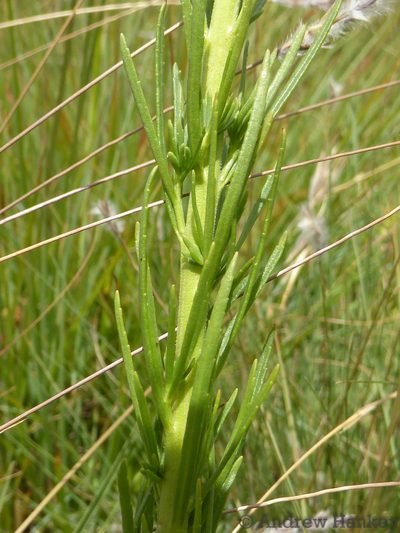 Hebenstretia oatesii, photographed by Andrew Hankey