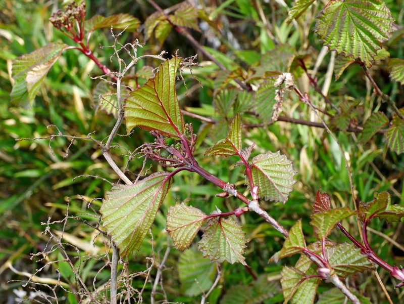 Viburnum betulifolium, photographed by Jacy Chen