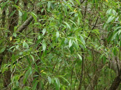 Salix lasiandra, photographed by Liam Steele