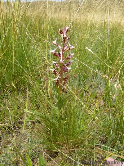 Disa cooperi, photographed by Andrew Hankey