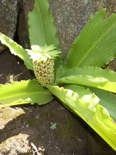Eucomis montana, photographed by Andrew Hankey