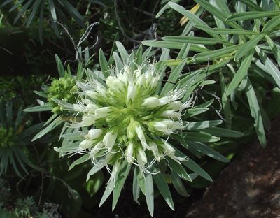 Echium leucophaeum, photographed by Jean-Paul Boerekamps