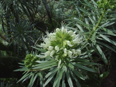 Echium leucophaeum, photographed by Jean-Paul Boerekamps