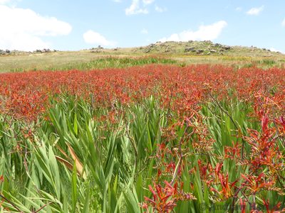 Crocosmia paniculata, photographed by Andrew Hankey