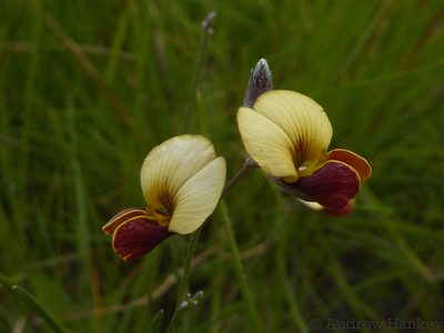 Argyrolobium tuberosum, photographed by Andrew Hankey