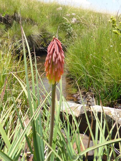 Kniphofia fluviatilis, photographed by Andrew Hankey