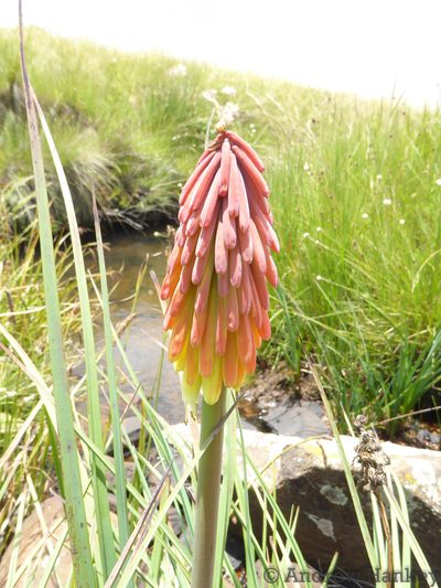 Kniphofia fluviatilis, photographed by Andrew Hankey