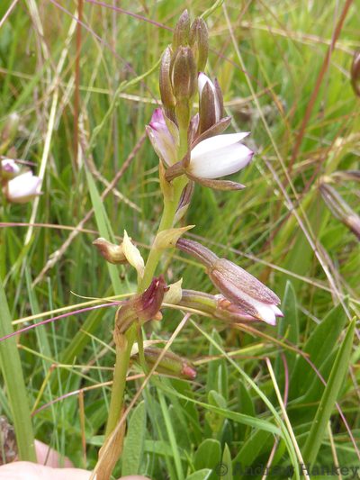 Eulophia hians, photographed by Andrew Hankey