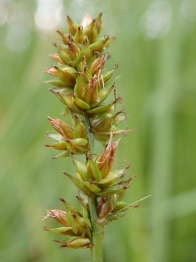 Carex pairae, photographed by Carminda Santos