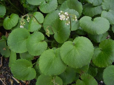 Saxifraga hirsuta, photographed by Jon Mortin