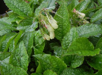 Symphytum grandiflorum, photographed by Jon Mortin