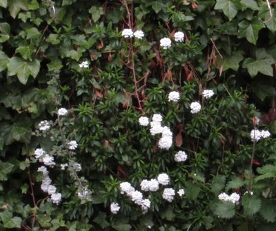 Iberis sempervirens, photographed by Jon Mortin