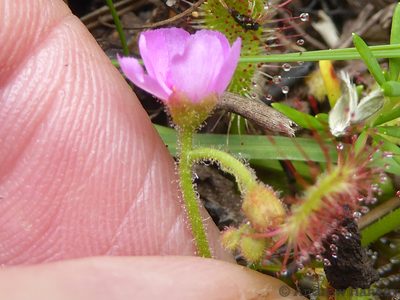 Drosera collinsiae, photographed by Andrew Hankey